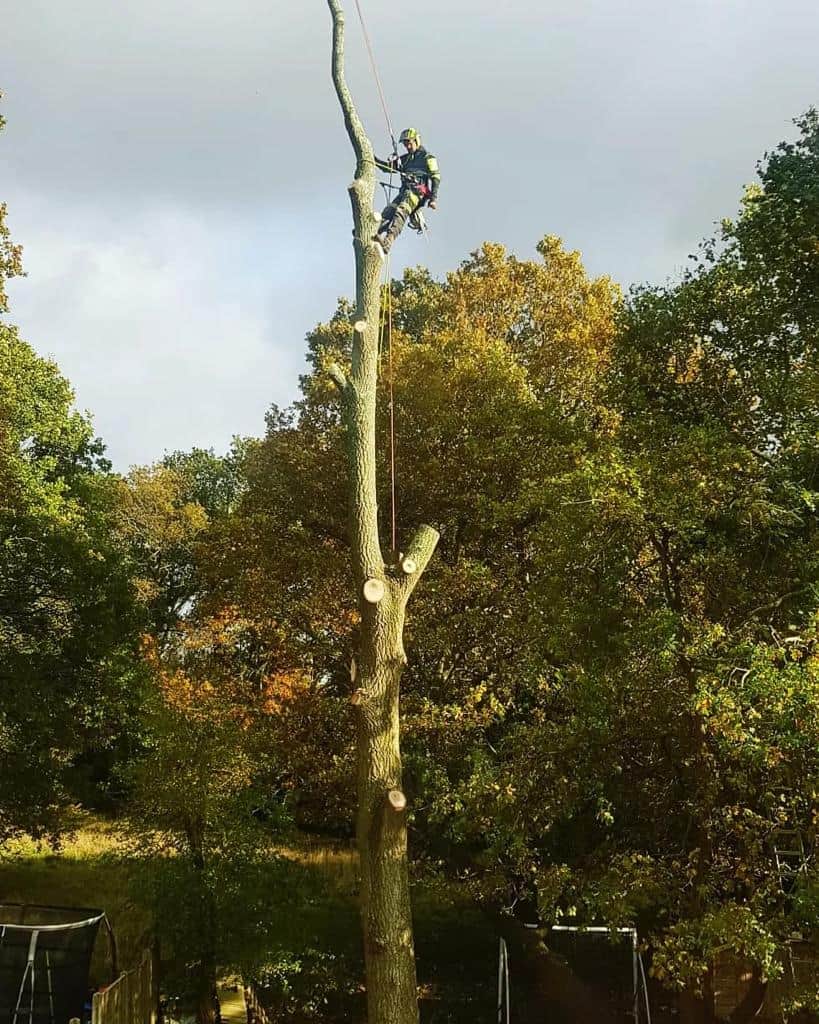 This is a photo of an operative from EM Tree Surgery Dursley felling a tree. He is at the top of the tree with climbing gear attached about to remove the top section of the tree.