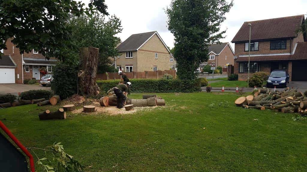 This is a photo of a tree that has been cut into sections on a communal area, and is now being removed from site. Works undertaken by EM Tree Surgery Dursley