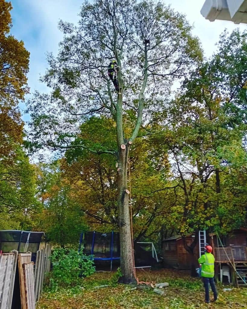 This is a photo of a tree being pruned, there is a man up the tree cutting a section of it down while another man is standing in the garden of the property where the tree is located overseeing the work. Works carried out by EM Tree Surgery Dursley