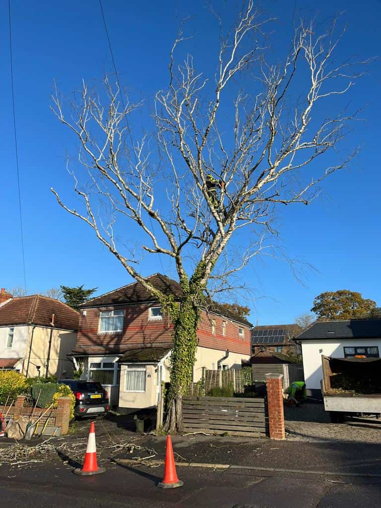 This is a photo of a tree on the pavement that is having limbs removed which are near to power lines. Works undertaken by EM Tree Surgery Dursley