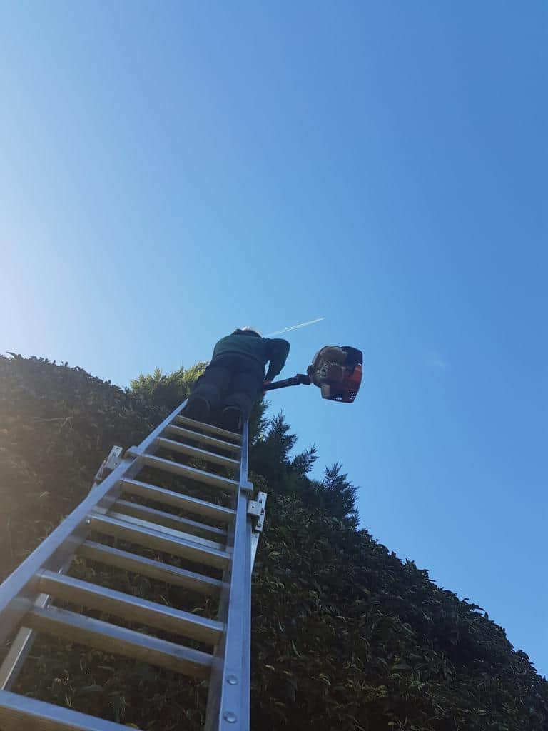 This is a photo of an operative from EM Tree Surgery Dursley up a ladder rested on a hedge with a petrol strimmer.